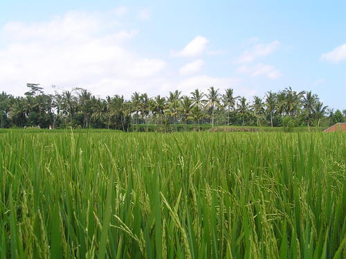 2005_indonesiatrip_324_2